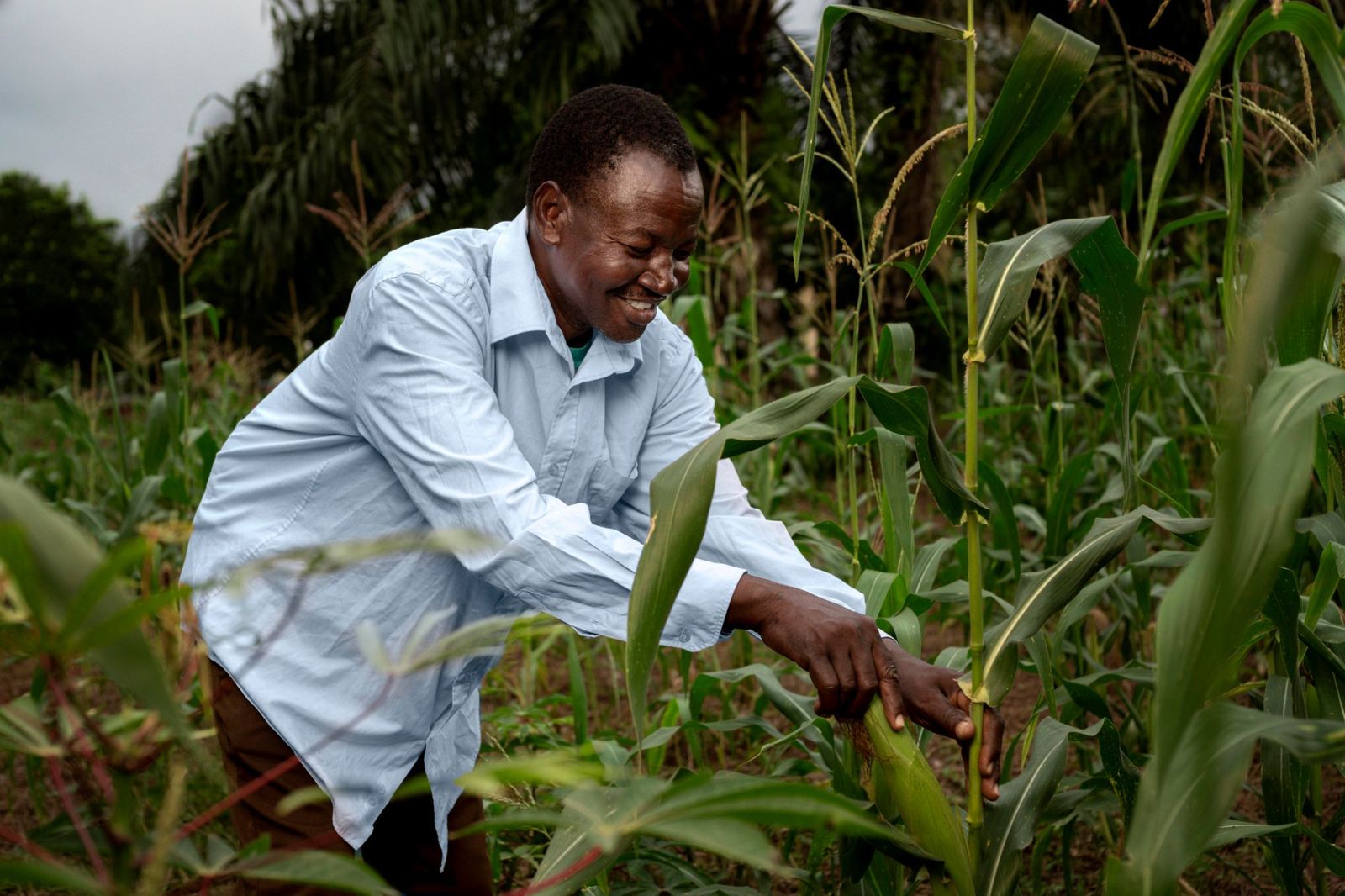 Smallholder maize farmer in West Africa