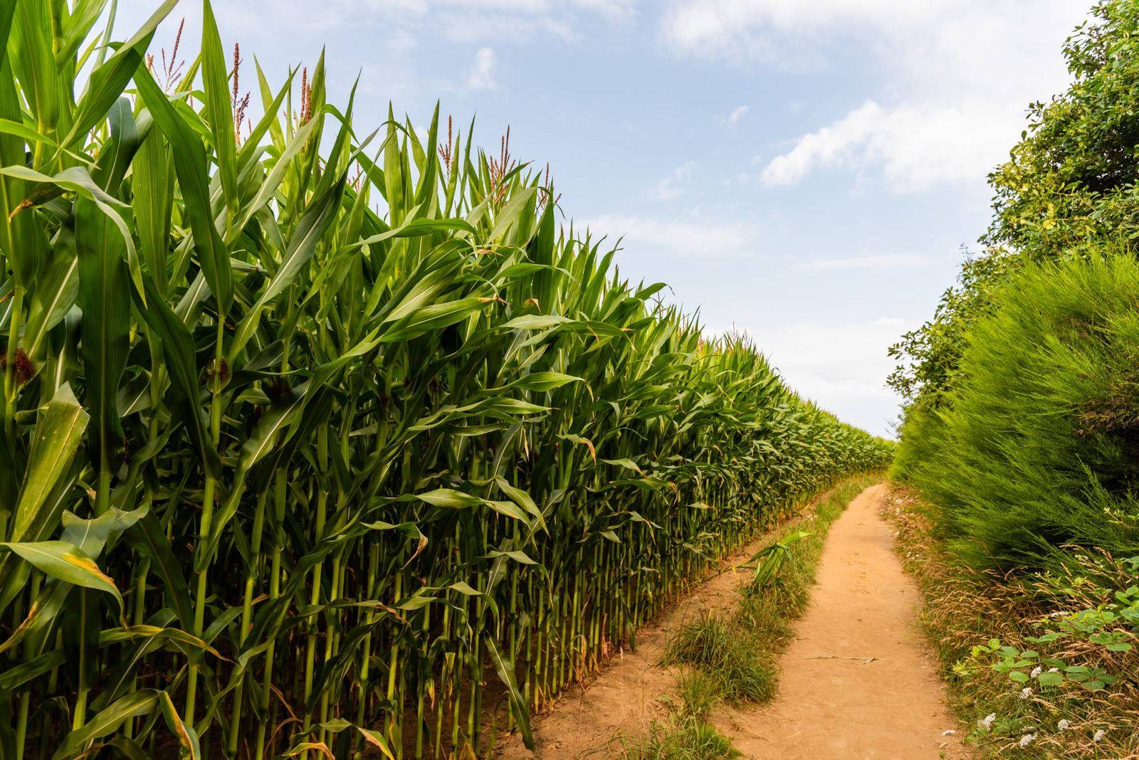 Mature maize field with footpath