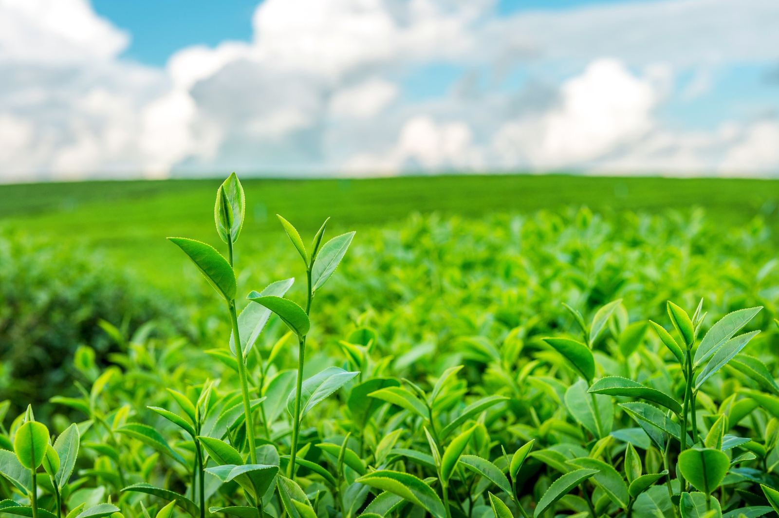 Tea plantation under open sky